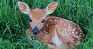 bigstock-Young-Spotted-Fawn-2244002-620x330
